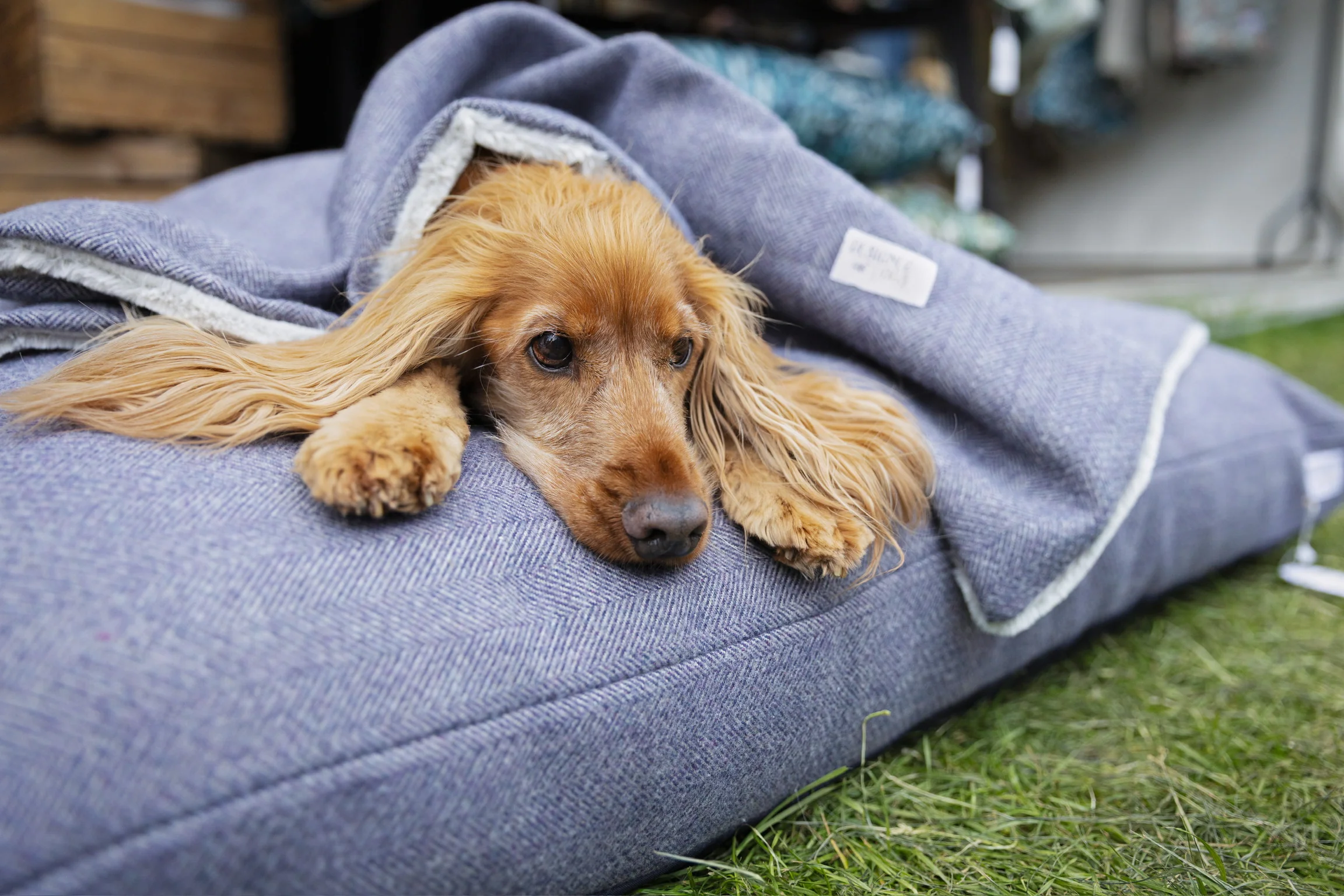 Pillow Dog Beds